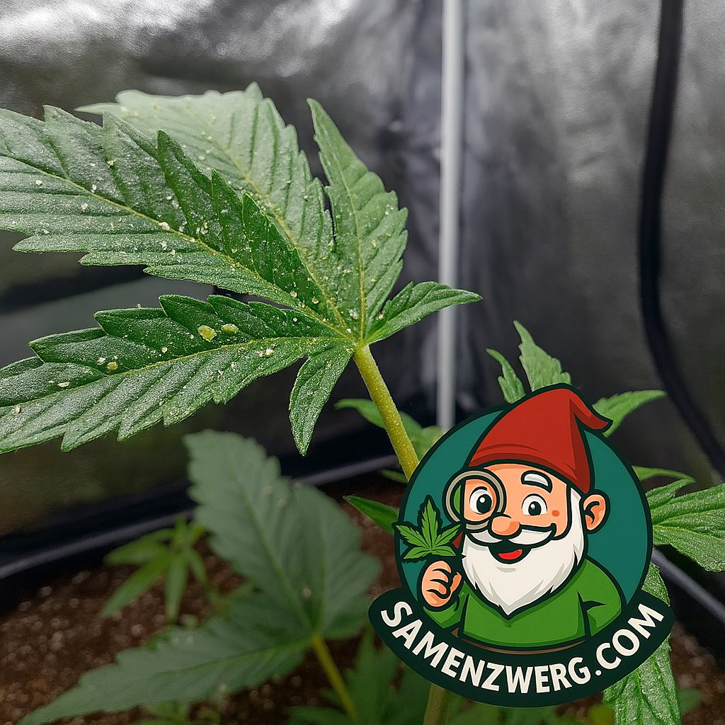 Cannabis Blattläuse Befall