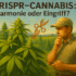 Wie lange ist Cannabis im Blut nachweisbar?